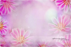 JD PHOTOGRAPHY  Fotopozadí - LEWISIA 2